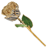 Lacquer Dipped 24k Gold Trim Cream/BlackZebra Rose ,