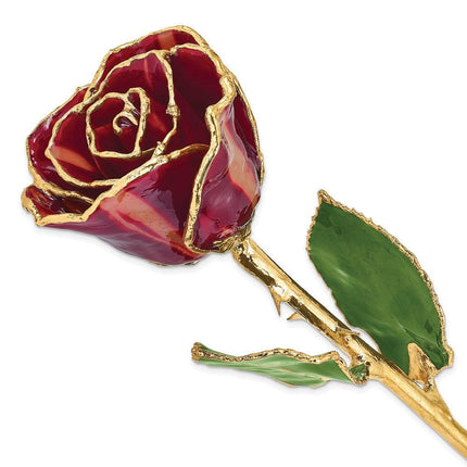Lacquer Dipped Gold Trim Abracadabra Rose ,