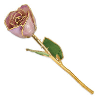 Lacquer Dipped Gold Trim Lavender Rose ,