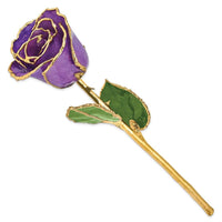 Lacquer Dipped Gold Trim Lilac Rose ,