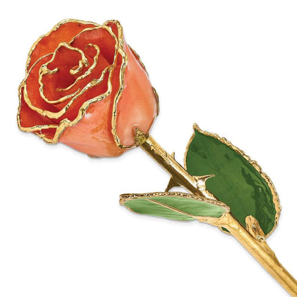 Lacquer Dipped Gold Trim Orange Rose ,