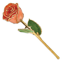 Lacquer Dipped Gold Trim Orange Rose ,