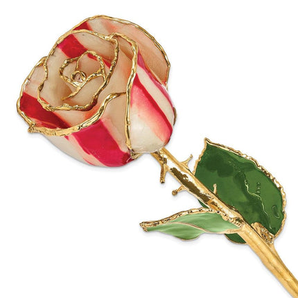 Lacquer Dipped Gold Trim Peppermint Rose ,