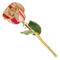 Lacquer Dipped Gold Trim Peppermint Rose ,