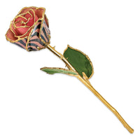 Lacquer Dipped Gold Trim Pink & Black Chameleon Rose ,