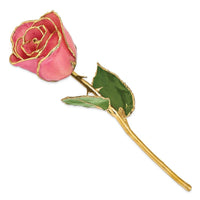 Lacquer Dipped Gold Trim Pink Rose ,