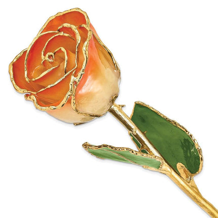 Lacquer Dipped Gold Trim White & Orange Rose ,