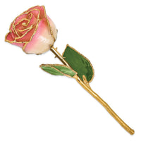 Lacquer Dipped Gold Trim White Pink Rose ,
