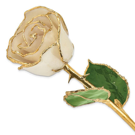 Lacquer Dipped Gold Trim White Rose ,