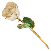 Lacquer Dipped Gold Trim White Rose ,