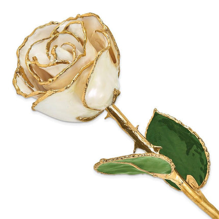 Lacquer Dipped Gold Trim White Satin Rose ,