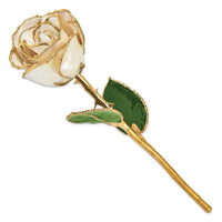 Lacquer Dipped Gold Trim White Satin Rose ,