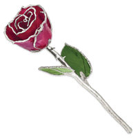 Lacquer Dipped Silver Trim Burgundy Rose ,