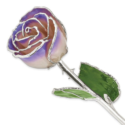 Lacquer Dipped Silver Trim White/Blue Opal Rose ,