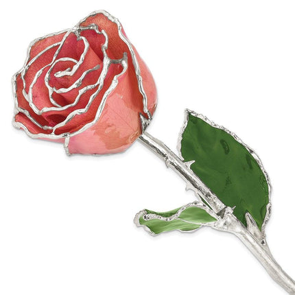 Lacquer Dipped Silver Trimmed Pink Rose ,