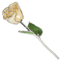 Lacquer Dipped Silver Trimmed White Rose ,