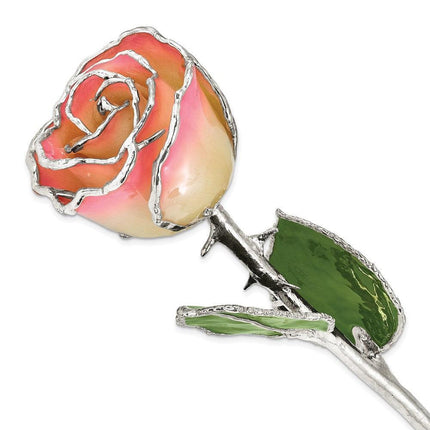 Lacquer Dipped Silver Trimmed White/Pink Rose ,