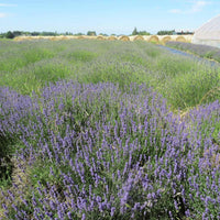 Mountain Girl Soap Facial Cleanser - Desert Lavender Foaming, 148 ml | FC-DL ,