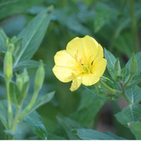 Mountain Girl Soap Soap Bar - Evening Primrose, 120 gm | SB-EP ,